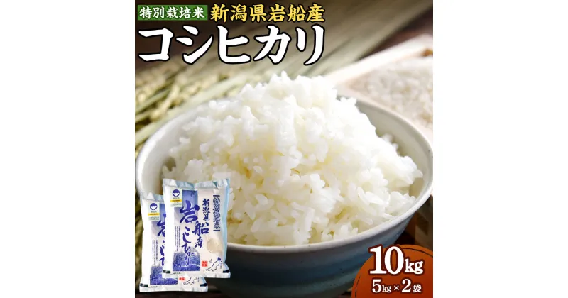 【ふるさと納税】【令和6年産米】 特別栽培米 新潟県 岩船産 コシヒカリ 合計 10kg 5kg×2袋 お米 精米 白米 ご飯 ごはん 村上市 B4034