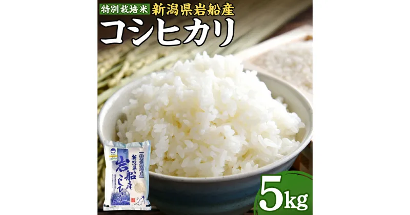 【ふるさと納税】【令和6年産米】特別栽培米 新潟県 岩船産 コシヒカリ 5kg 米 精米 白米 ご飯 ごはん 村上市 A4189