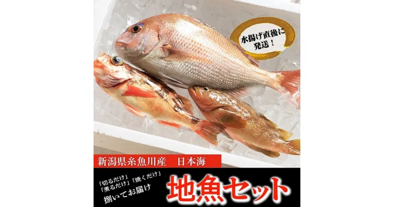 【ふるさと納税】プロが選んだ！『魚屋の鮮魚詰め合わせセット』(刺身用1種と塩焼・煮付用下処理済各1匹づつ）　日本海から新鮮な魚をお届けします! 新潟県糸魚川 磯貝鮮魚店 旬の魚 詰合せ 海鮮 【能登半島地震復興支援】