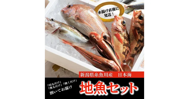 【ふるさと納税】プロが選んだ!『魚屋の鮮魚詰め合わせセット』(刺身用2種と塩焼・煮付用下処理済各2匹づつ）日本海から新鮮な魚をお届けします!新潟県 糸魚川 磯貝鮮魚店 旬の魚 詰合せ 海鮮 【能登半島地震復興支援】