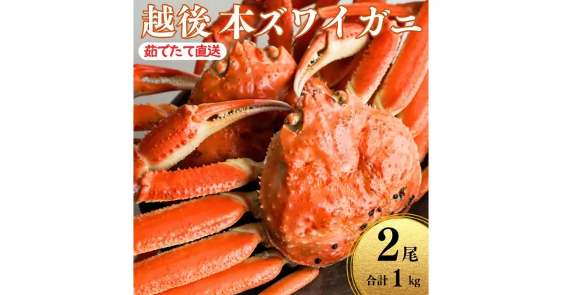 【ふるさと納税】〈期間限定〉本ズワイガニ 500g×2杯 計1kg 姿 浜茹で 鮮度が命！茹でたて直送 日本海 磯貝鮮魚店 ずわいがに かに 蟹 新潟県 糸魚川産 越後産 高級ガニ 厳選 釜茹 お取り寄せギフト カニみそ カニ味噌 ズワイガニ 姿 冷蔵 【能登半島地震復興支援】