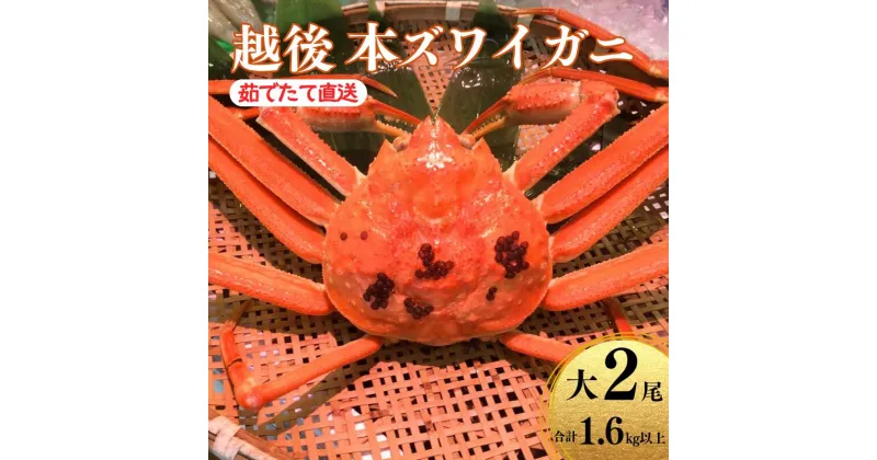 【ふるさと納税】〈期間限定〉本ズワイガニ800g×2杯 計1.6kg 姿 浜茹で 鮮度が命！茹でたて直送 日本海 磯貝鮮魚店 ずわいがに かに 蟹 新潟県 糸魚川産 越後産 高級ガニ 厳選 釜茹 お取り寄せ ギフト カニみそ カニ味噌 ズワイガニ 姿 冷蔵 【能登半島地震復興支援】