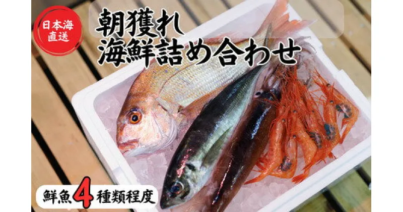 【ふるさと納税】【魚種4種程度】日本海直送 旬の鮮魚詰め合せ鮮魚ボックス 魚のプロが選んだ厳選魚 新潟 糸魚川 能生漁港から朝獲れ新鮮な魚をお届け 生 (国産 天然 海鮮 お刺身 魚介類セット 鮮魚BOX 便利 簡単 お手軽) 魚正【能登半島地震復興支援】