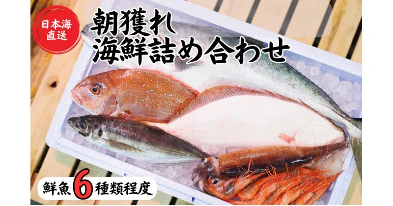 【ふるさと納税】【魚種6種程度】日本海直送 旬の鮮魚詰め合せ鮮魚ボックス 魚のプロが選んだ厳選魚 新潟 糸魚川 能生漁港から朝獲れ新鮮な魚をお届け 生 (国産 天然 海鮮 お刺身 魚介類セット 鮮魚BOX 便利 簡単 お手軽) 魚正【能登半島地震復興支援】