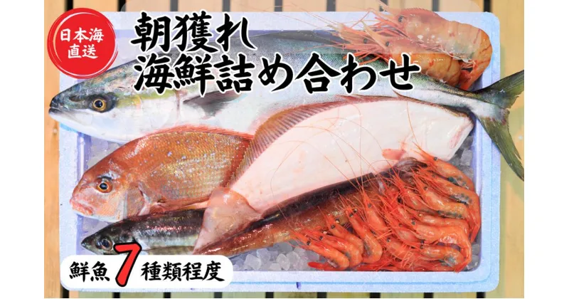 【ふるさと納税】【魚種7種程度】日本海直送 旬の鮮魚詰め合せ鮮魚ボックス 魚のプロが選んだ厳選魚 新潟 糸魚川 能生漁港から朝獲れ新鮮な魚をお届け 生 (国産 天然 海鮮 お刺身 魚介類セット 鮮魚BOX 便利 簡単 お手軽) 魚正【能登半島地震復興支援】