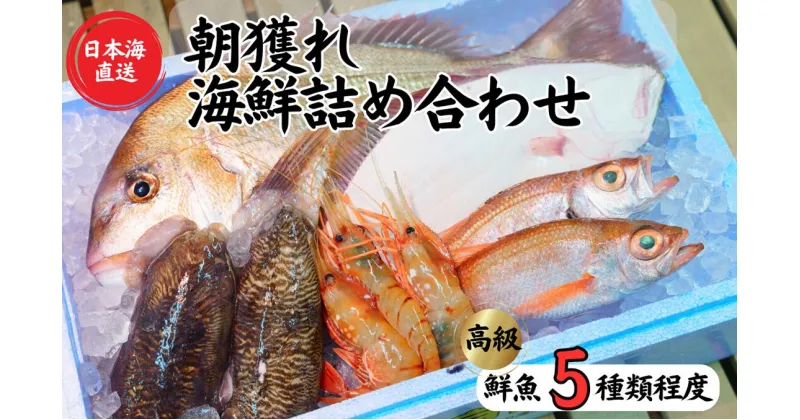 【ふるさと納税】【魚種5種程度】日本海直送 高級鮮魚ボックス 旬の魚詰め合せ 魚のプロが選んだ厳選魚 新潟 糸魚川 能生漁港から朝獲れ新鮮な魚をお届け 生 (国産 天然 海鮮 お刺身 魚介類セット 鮮魚BOX 便利 簡単 お手軽 高級) 魚正【能登半島地震復興支援】