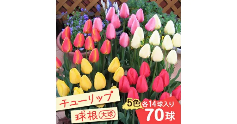 【ふるさと納税】【2024年11月より順次発送】五泉市　チューリップ球根(大球)5色各14球入り70球【1391328】