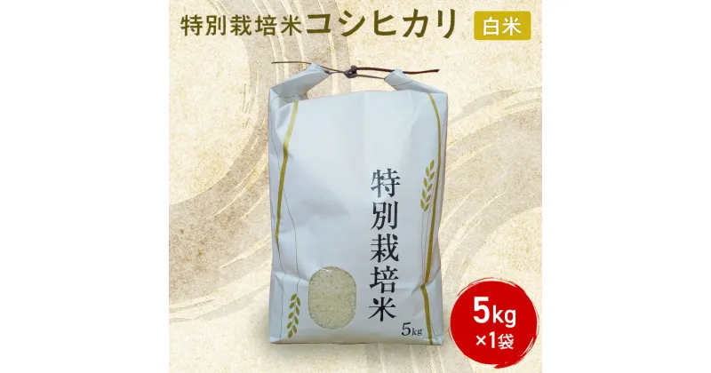 【ふるさと納税】米 特別栽培米 コシヒカリ ( 白米 ) 5kg×1袋 こしひかり お米 コメ　お届け：ご入金確認次第順次発送いたします。