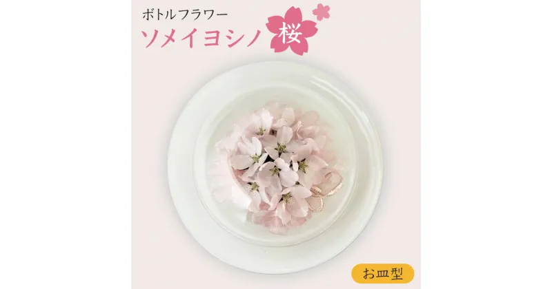 【ふるさと納税】インテリア ボトルフラワー ソメイヨシノ 桜 お皿型 置物 ドライフラワー花 ギフト 上越市 新潟　お届け：入金確認後、1週間以内に発送いたします。