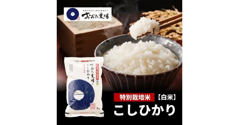 【ふるさと納税】米【令和6年産】 新潟県上越産 特別栽培米 コシヒカリ 【白米】 5kg×1袋 お米 こめ 白米 こしひかり　お届け：2024年9月下旬から順次発送