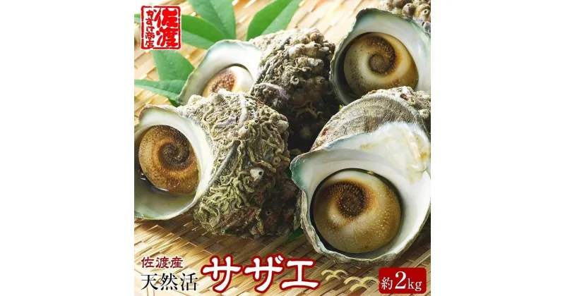 【ふるさと納税】佐渡産 天然活サザエ 2kg | 魚介類 水産 食品 人気 おすすめ 送料無料