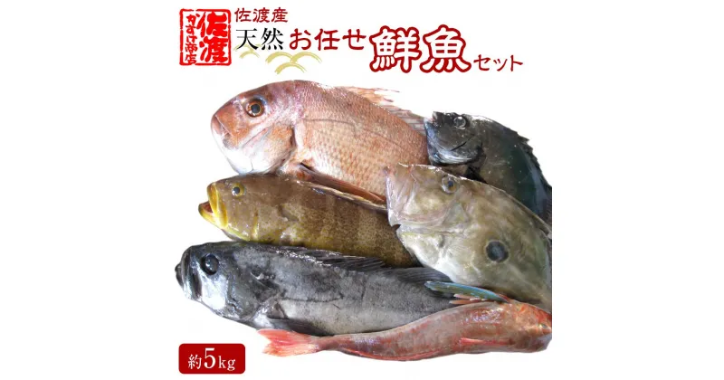 【ふるさと納税】佐渡産 天然お任せ鮮魚セット 5kg | 魚 お魚 さかな 食品 人気 おすすめ 送料無料