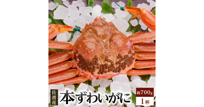 【ふるさと納税】佐渡産 ずわいがに 700g前後 1杯 | 蟹 魚介類 水産 食品 人気 おすすめ 送料無料