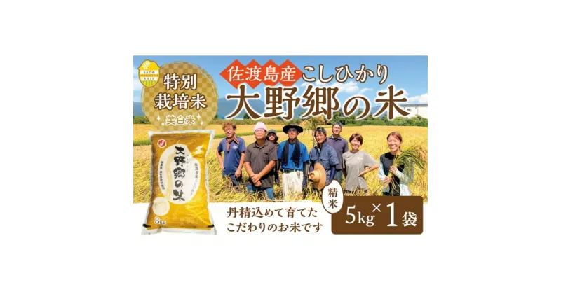 【ふるさと納税】【令和6年産新米】佐渡島産 特別栽培米こしひかり「大野郷の米」 精米5kg×1袋 | お米 こめ 白米 食品 人気 おすすめ 送料無料