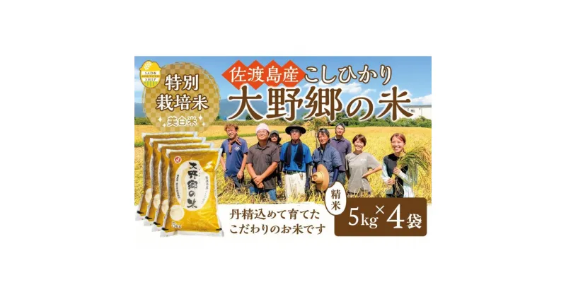 【ふるさと納税】【令和6年産新米】佐渡島産 特別栽培米こしひかり「大野郷の米」精米5kg×4袋 | お米 こめ 白米 食品 人気 おすすめ 送料無料