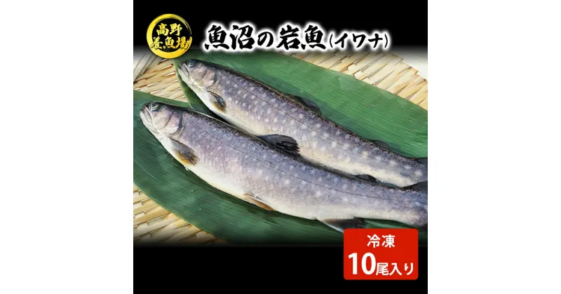 【ふるさと納税】魚沼の岩魚（イワナ）冷凍10尾入り　魚貝類・川魚