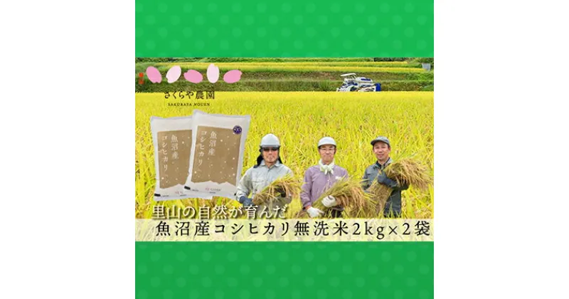 【ふるさと納税】令和6年産 さくらや農園 魚沼産コシヒカリ 無洗米2kg×2　お米・コシヒカリ　お届け：寄附確認後、随時発送