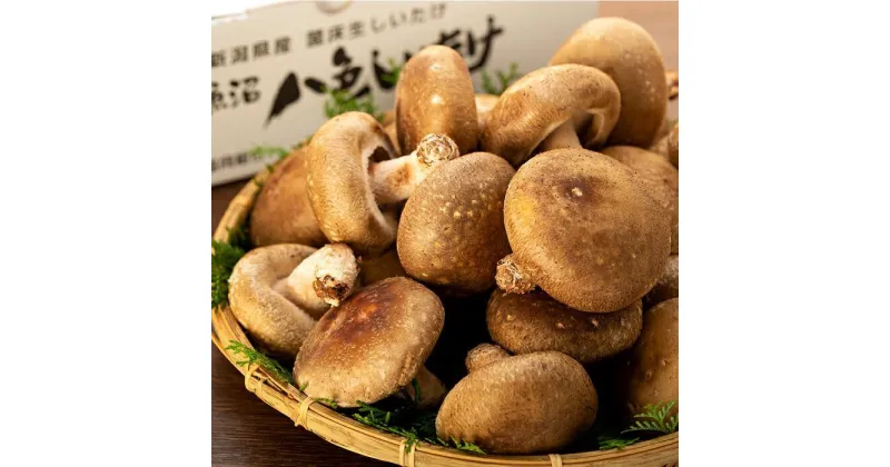 【ふるさと納税】厚いにもほどがある「八色しいたけ」 | 菌床 きのこ 茸 料理 調理 ご飯 ごはん お取り寄せ グルメ 人気 おすすめ 国産 特産品 おすすめ