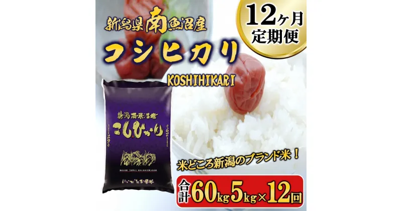 【ふるさと納税】【令和6年産新米予約／令和6年11月上旬より順次発送】米 定期便 コシヒカリ 南魚沼産 60kg ( 5kg × 12ヵ月 ) | お米 こめ 白米 コシヒカリ 食品 人気 おすすめ 送料無料 魚沼 南魚沼 南魚沼市 新潟県産 新潟県 精米 産直 産地直送 お取り寄せ お楽しみ