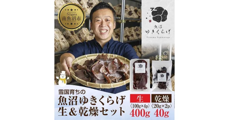 【ふるさと納税】国産 生 きくらげ 100g×4パック 計400g 乾燥 20g×2パック 計40g 小分け 栄養豊富 無農薬 無添加 オーガニック 自家栽培 雪国 魚沼ゆきくらげ キクラゲ 木耳 きのこ キノコ ビタミンD 肉厚 健康 食品 食物繊維 佃煮 歯ごたえ 菌床 食感 高品質 送料無料