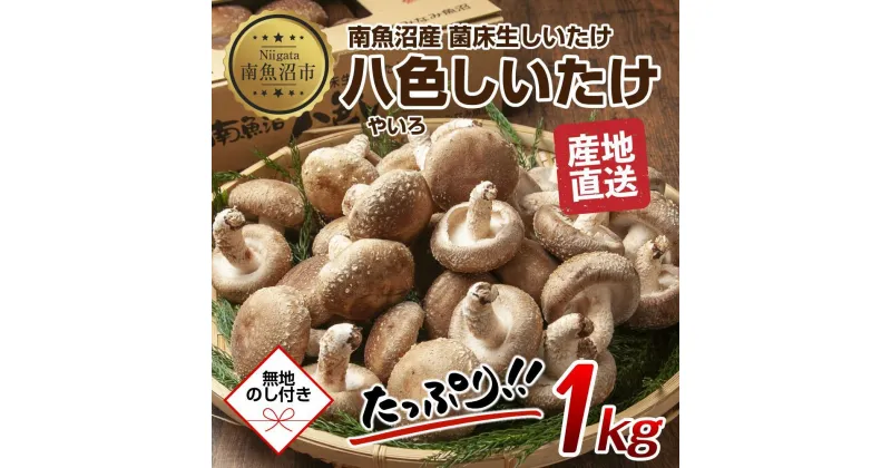 【ふるさと納税】【無地のし】 南魚沼産 八色 しいたけ 1kg シイタケ 椎茸 生しいたけ きのこ キノコ 肉厚 越季 新潟県 南魚沼市 | 野菜 やさい 食品 人気 おすすめ 送料無料