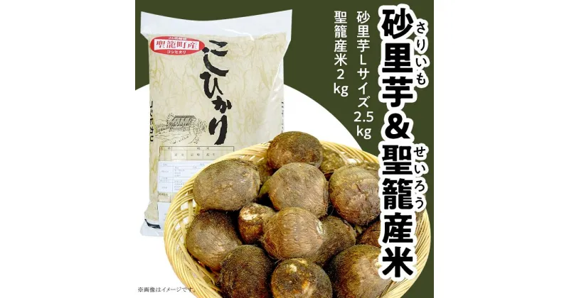 【ふるさと納税】砂里芋 さりいも Lサイズ 2.5kg 里芋 さといも コシヒカリ 2kg JA北新潟 北新潟農業協同組合 聖籠産米・砂里芋セット【JA北新潟ブランド里芋】2024年11月中旬頃～発送予定