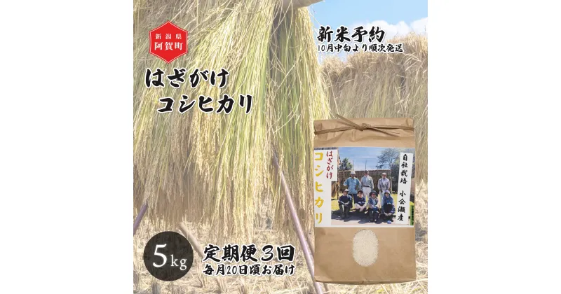 【ふるさと納税】 《先行予約》＜定期便3回＞ 米 5kg 新潟県産 コシヒカリ はざ掛け 天日干し 令和6年産 越後奥阿賀産 | 小会瀬 はざがけ こしひかり 一等米 送料無料 お取り寄せ お米 白米 精米 ※2024年10月中旬頃より順次発送