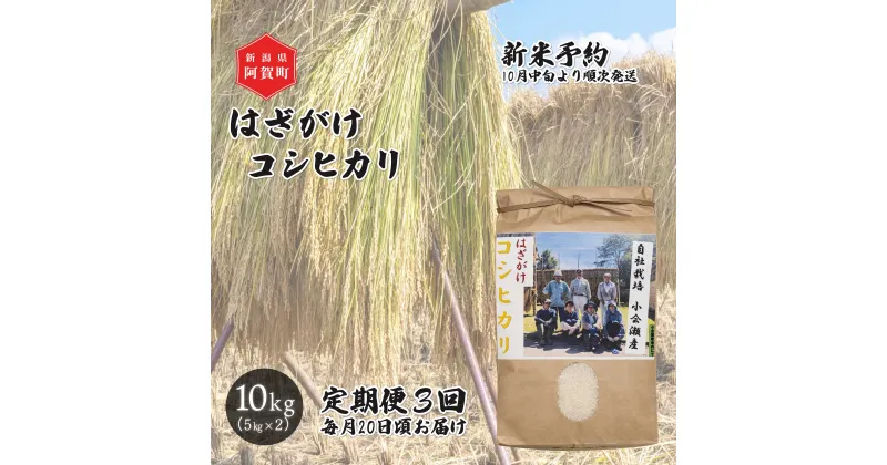 【ふるさと納税】 《先行予約》＜定期便3回＞ 米 10kg 新潟県産 コシヒカリ はざ掛け 天日干し 令和6年産 越後奥阿賀産 5kg×2袋 | 小会瀬 はざがけ こしひかり 一等米 送料無料 お取り寄せ お米 白米 精米 ※2024年10月中旬頃より順次発送