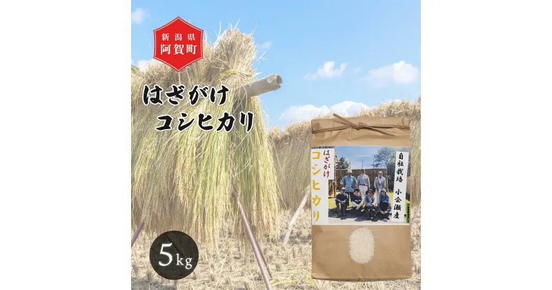 【ふるさと納税】 米 5kg 新潟県産 コシヒカリ はざ掛け 天日干し 令和6年産 越後奥阿賀産 | 小会瀬 はざがけ こしひかり 一等米 送料無料 お取り寄せ お米 白米 精米