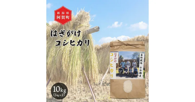 【ふるさと納税】 米 10kg 新潟県産 コシヒカリ はざ掛け 天日干し 令和6年産 越後奥阿賀産 5kg×2袋 | 小会瀬 はざがけ こしひかり 一等米 送料無料 お取り寄せ お米 白米 精米