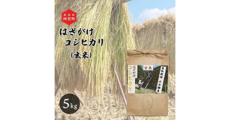 【ふるさと納税】 玄米 5kg 新潟県産 コシヒカリ はざ掛け 天日干し 令和6年産 越後奥阿賀産 | 小会瀬 はざがけ こしひかり 一等米 送料無料 お取り寄せ お米