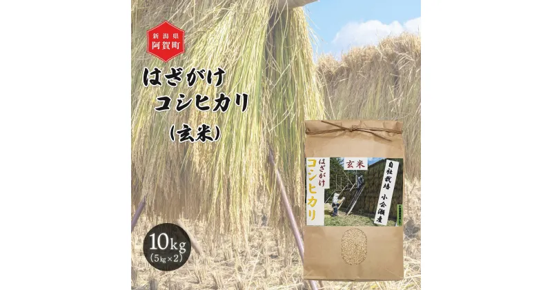 【ふるさと納税】 玄米 10kg 新潟県産 コシヒカリ はざ掛け 天日干し 令和6年産 越後奥阿賀産 5kg×2袋 | 小会瀬 はざがけ こしひかり 一等米 送料無料 お取り寄せ お米