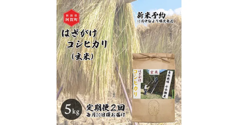 【ふるさと納税】 《先行予約》＜定期便2回＞ 玄米 5kg 新潟県産 コシヒカリ はざ掛け 天日干し 令和6年産 越後奥阿賀産 | 小会瀬 はざがけ こしひかり 一等米 送料無料 お取り寄せ お米 ※2024年10月中旬頃より順次発送