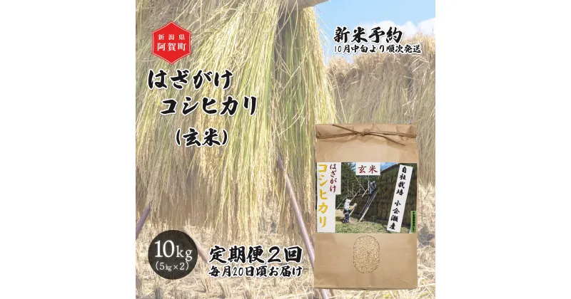 【ふるさと納税】 《先行予約》＜定期便2回＞ 玄米 10kg 新潟県産 コシヒカリ はざ掛け 天日干し 令和6年産 越後奥阿賀産 5kg×2袋 | 小会瀬 はざがけ こしひかり 一等米 送料無料 お取り寄せ お米 ※2024年10月中旬頃より順次発送