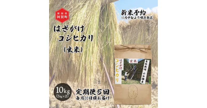 【ふるさと納税】 《先行予約》＜定期便5回＞ 玄米 10kg 新潟県産 コシヒカリ はざ掛け 天日干し 令和6年産 越後奥阿賀産 5kg×2袋 | 小会瀬 はざがけ こしひかり 一等米 送料無料 お取り寄せ お米 ※2024年10月中旬頃より順次発送