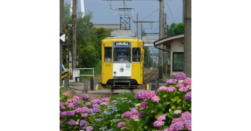 【ふるさと納税】万葉線7000形電車貸切（高岡駅～越ノ潟駅区間内 片道）　チケット 体験チケット 乗車券 鉄道乗車券