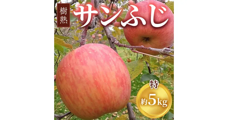 【ふるさと納税】【早期予約】りんご 加積りんご 樹熟サンふじ特 約5kg｜ふじ 魚津市産 富山 リンゴ 林檎 くだもの 果物 フルーツ デザート 産地直送 富山県 ※北海道・沖縄・離島への配送不可 ※2024年12月上旬～2025年2月上旬頃に順次発送予定