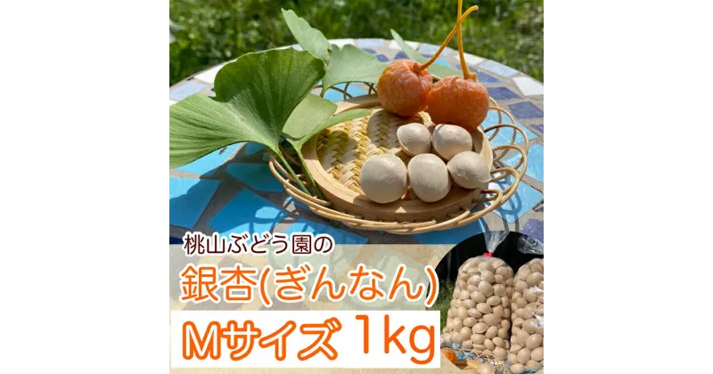 【ふるさと納税】【早期予約】桃山ぶどう園の『ぎんなん(殻付き)』Mサイズ　約1kg　※北海道・沖縄・離島への配送不可　※2024年11月上旬頃より順次発送予定