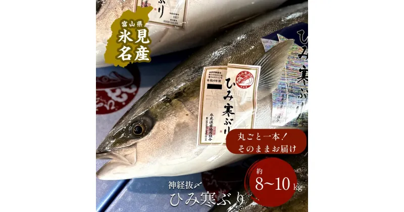 【ふるさと納税】 ＜先行予約＞ ひみ寒ぶり朝どれ1本 ＜一本丸ごと＞（神経抜〆8～10kg） ｜富山湾 氷見 氷見漁港 能登 寒ブリ 1本 天然鰤 天然 鮮魚 ブリ 産地直送 期間限定