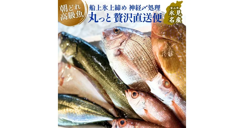 【ふるさと納税】氷見港朝獲れ高級魚！丸っと贅沢直送便！　船上氷上締め　神経〆処理 富山 氷見 直送 詰め合わせ 鮮魚ボックス