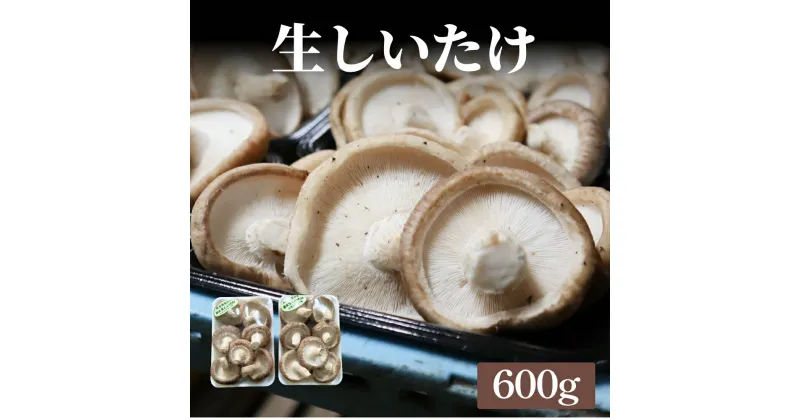 【ふるさと納税】生しいたけ 約600g 富山県 氷見市 シイタケ 椎茸 国産 生