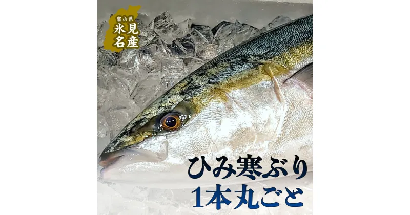 【ふるさと納税】＜先行予約＞ひみ寒ぶり1本丸ごと 富山県 氷見 寒鰤 鮮魚