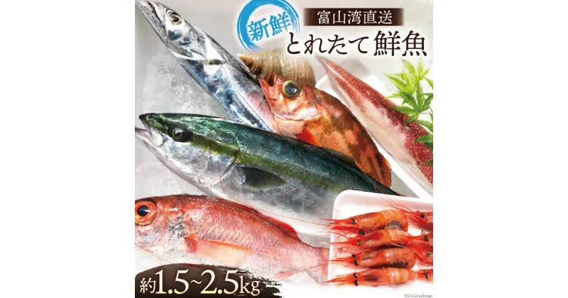 【ふるさと納税】魚 富山湾直送 とれたて鮮魚セット 約1.5～2.5kg 旬 新鮮 鮮魚 詰め合わせ 産地直送 冷蔵/くろべ漁業協同組合 魚の駅「生地」/富山県 黒部市　 海鮮 魚介類 魚介 セット