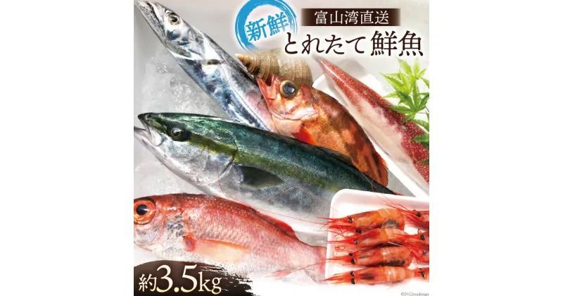 【ふるさと納税】魚 富山湾直送 とれたて鮮魚セット 約3.5kg 旬 新鮮 鮮魚 詰め合わせ 産地直送 冷蔵/くろべ漁業協同組合 魚の駅「生地」/富山県 黒部市　 海鮮 魚介類 魚介 セット