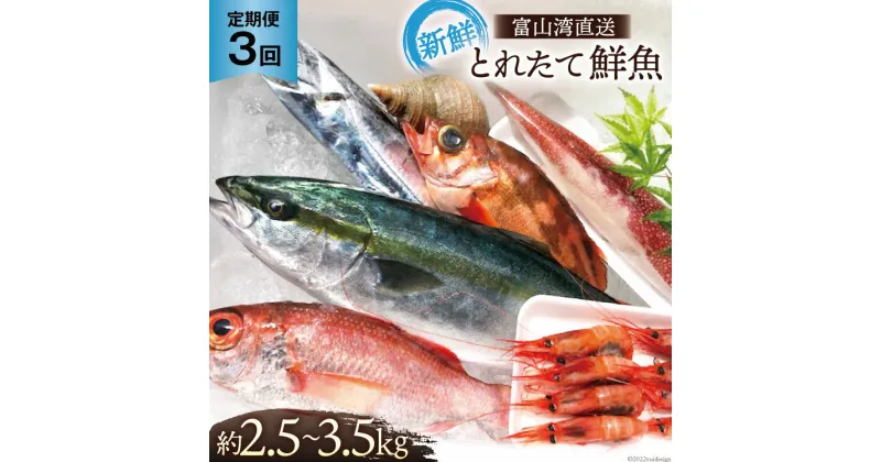 【ふるさと納税】定期便 魚 富山湾直送 とれたて鮮魚セット 約2.5～3.5kg×3回 旬 新鮮 鮮魚 詰め合わせ 産地直送 冷蔵 / くろべ漁業協同組合 魚の駅「生地」/ 富山県 黒部市　定期便・ 地魚 お楽しみ 魚介 魚介類