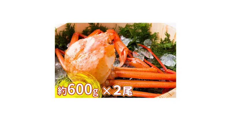 【ふるさと納税】【おすすめ】紅ズワイガニ約600g×2尾【棚辺水産】　ずわい蟹 ずわいガニ ズワイガニ　お届け：2024年9月中旬から2025年3月下旬　※発送まで1か月以上かかる場合があります。