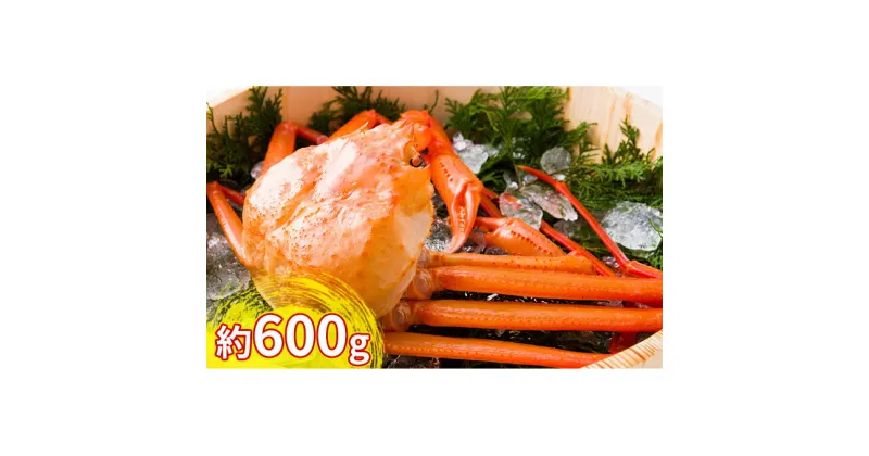 【ふるさと納税】紅ズワイガニ約600g【棚辺水産】　ずわい蟹 ずわいガニ ズワイガニ　お届け：2024年9月中旬から2025年3月下旬　※発送まで1か月以上かかる場合があります。