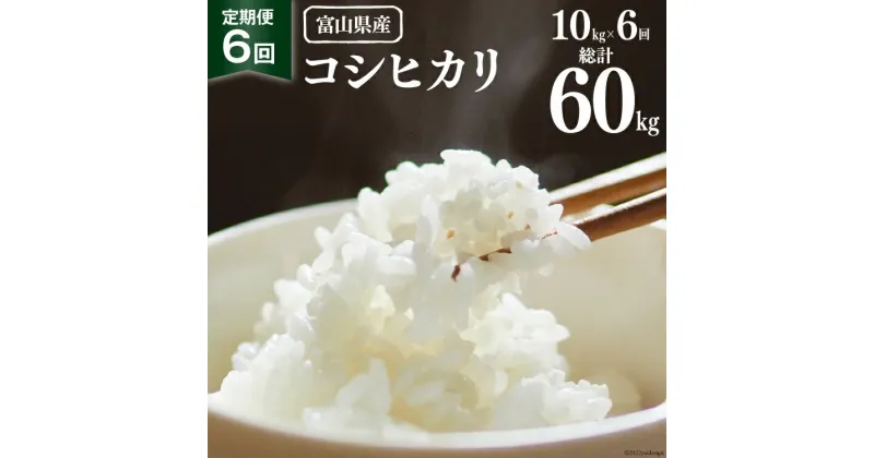 【ふるさと納税】【期間限定発送】 6回 定期便 米 令和6年 コシヒカリ 精米 10kg ×6回 計 60kg [マッキーファーム 富山県 朝日町 34310319] お米 白米 こしひかり 美味しい 農家 直送