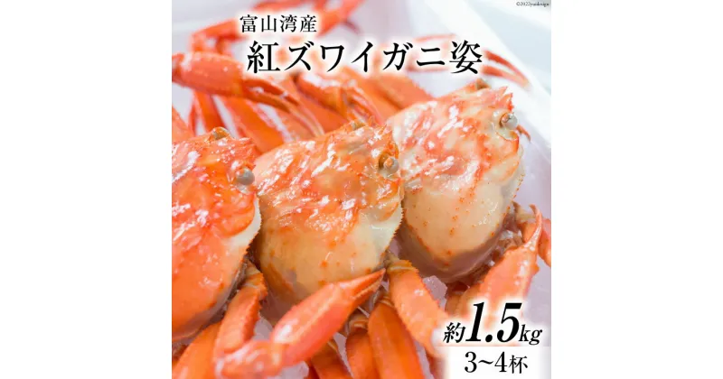 【ふるさと納税】富山湾産 紅 ズワイガニ 姿 ボイル 約 1.5kg（3～4杯） [寺田鮮魚店 富山県 朝日町 34310444] かに カニ 蟹 かにみそ カニ味噌 蟹味噌 新鮮 冷蔵 朝捕れ