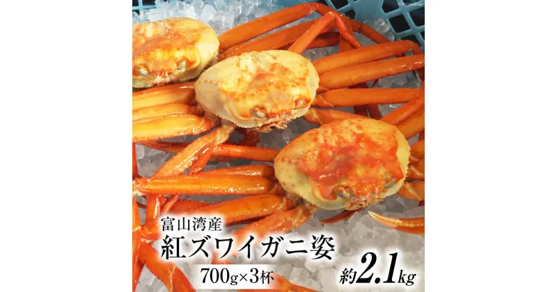 【ふるさと納税】富山湾産 紅 ズワイガニ 姿 ボイル 約700g×3杯 [寺田鮮魚店 富山県 朝日町 34310446] かに カニ 蟹 かにみそ カニ味噌 蟹味噌 新鮮 冷蔵 朝捕れ